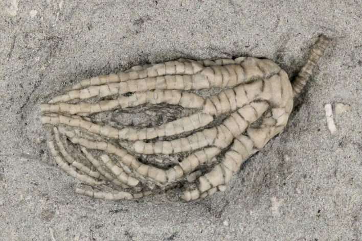 Fossil Crinoid (Abrotocrinus) - Crawfordsville, Indiana #215804